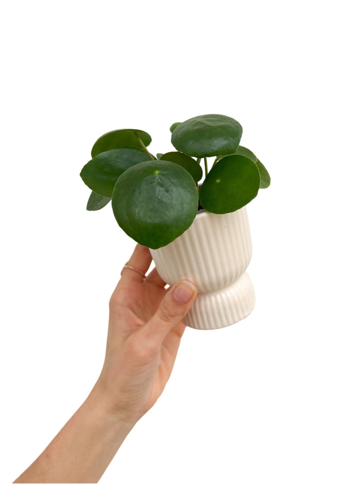 Pilea peperomioides plant + Mini ceramic pot