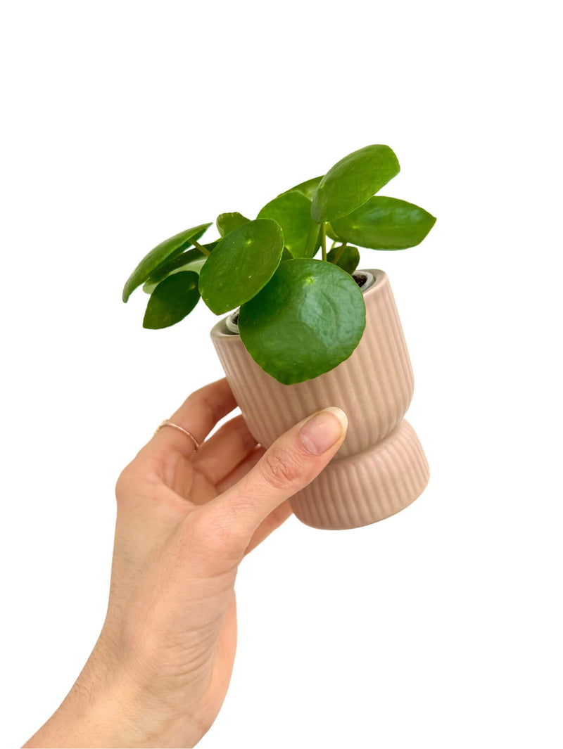 Plante Pilea peperomioide + Cache-pot coupe céramique mini
