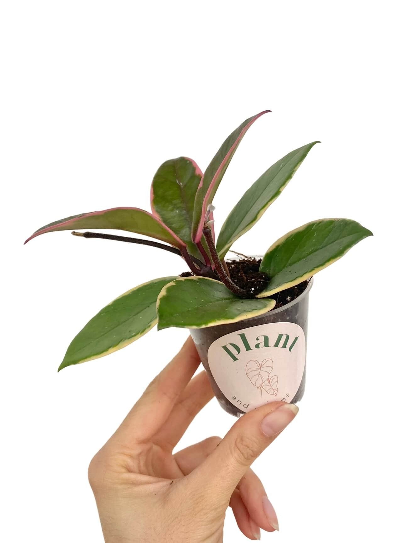 philodendron hoya Hoya Carnosa Flamingo Dream Variegated Foliage Rare – plantandstories