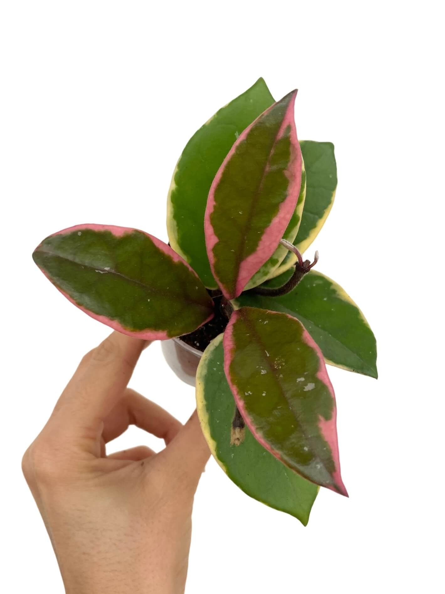 週末セールレア　ホヤ　Hoya carnosa Flamingo Dream Hoya Carnosa Flamingo Dream Variegated Foliage Rare – plantandstories
