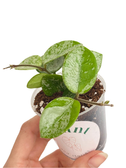 Hoya Mathilde Splash