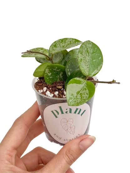 Hoya Mathilde Splash