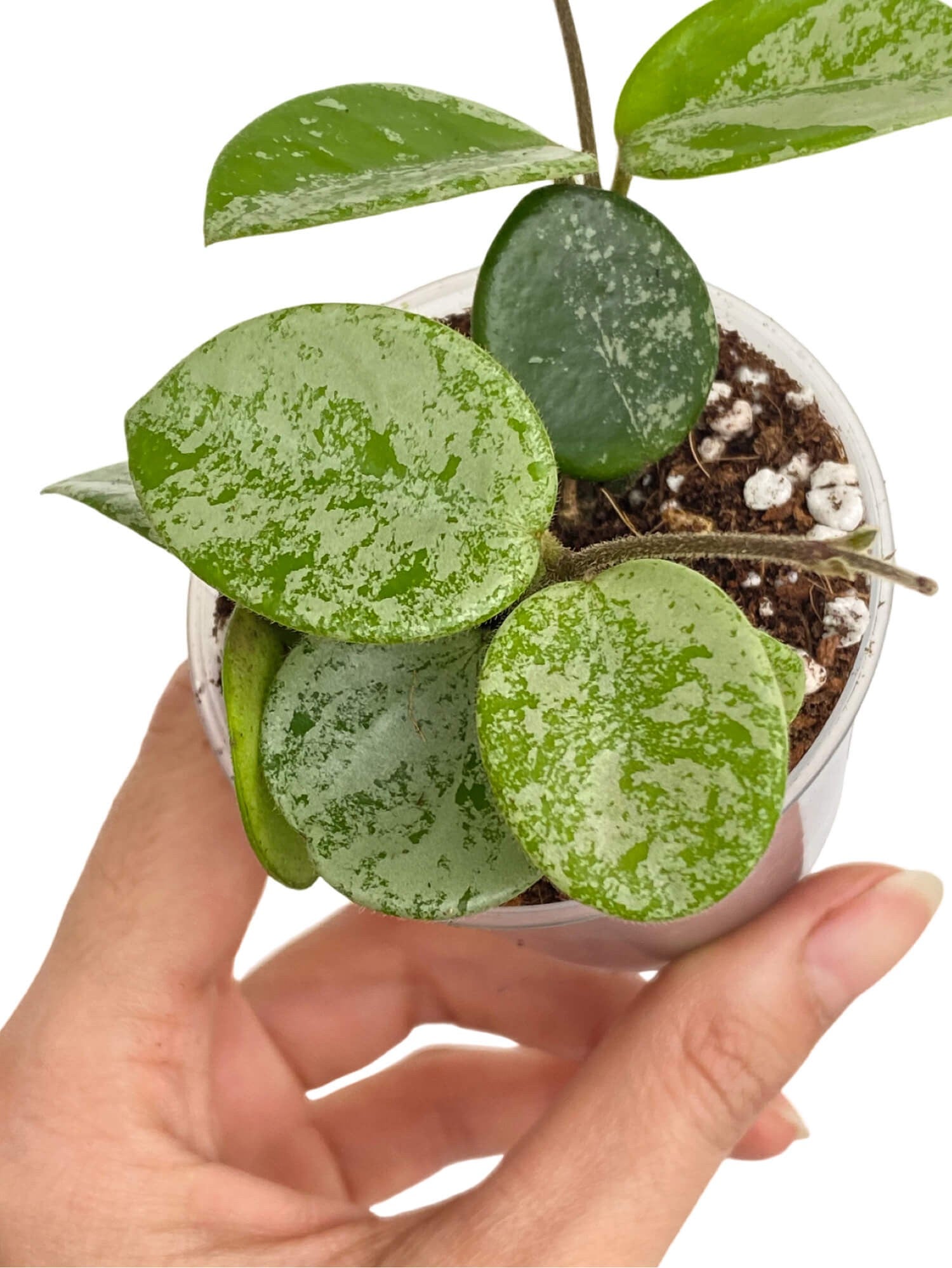 Gros plan sur une Hoya Mathilde Splash en pot de culture transparent avec ses feuilles rondes vert clair et marbrées