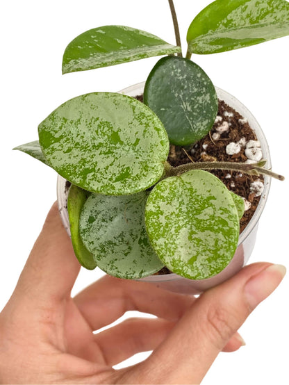 Hoya Mathilde Splash