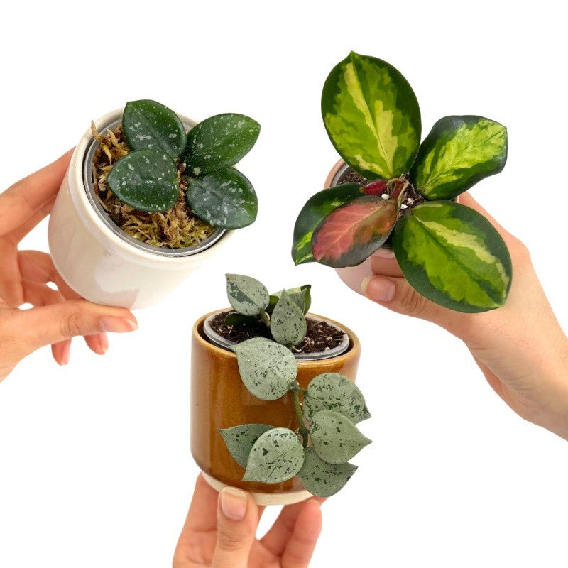 Trio Hoya | Hoya Eskimo - Hoya Mathilde - Hoya Lisa