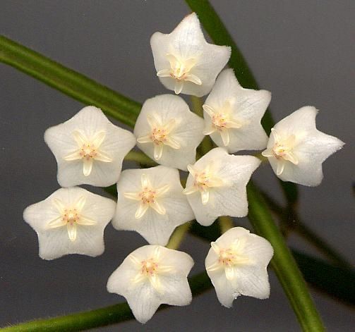 Hoya Linearis