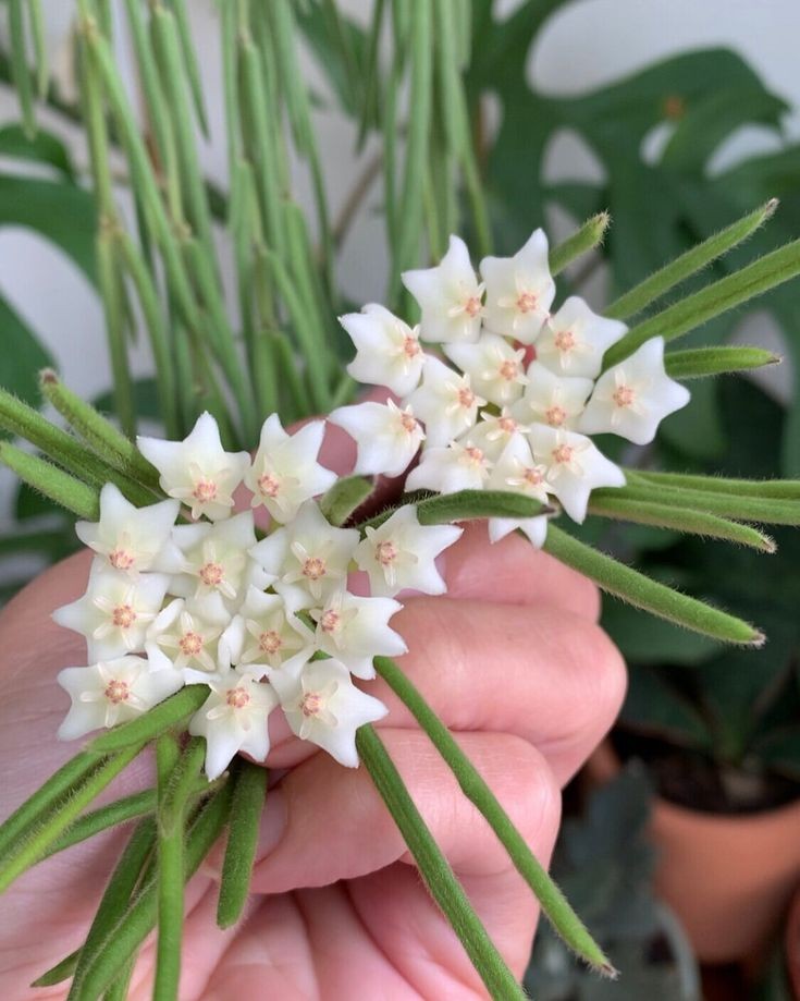 Deux bouquets de fleurs blanches étoilées avec un cœur rose délicat s'épanouissent sur une Hoya Linearis aux tiges vertes