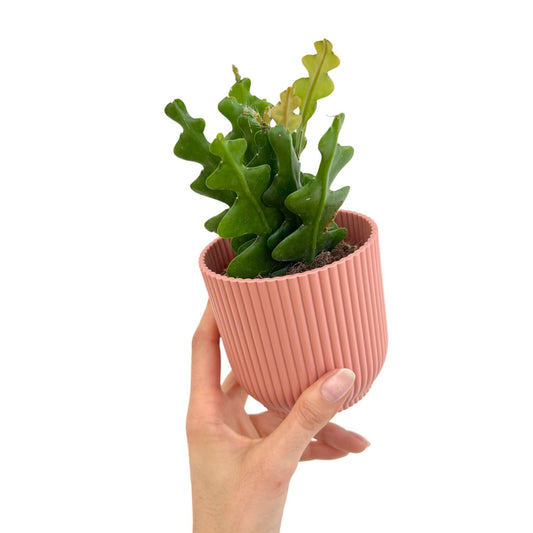 Epiphyllum Anguliger