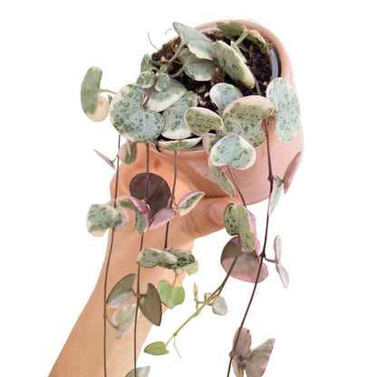 Ceropegia Woodii variegata