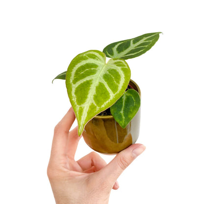 Anthurium Silver Blush