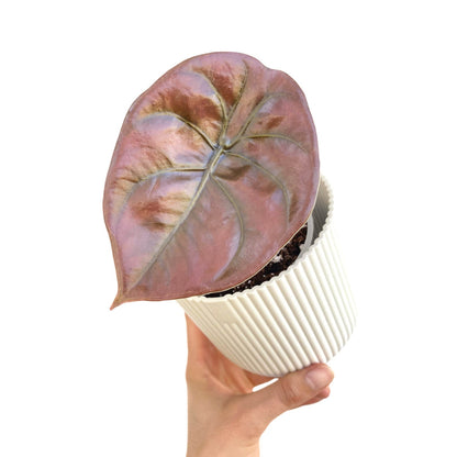 Alocasia Cuprea Red Secret