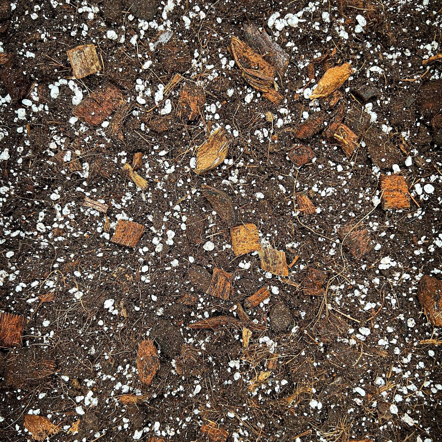 Substrat de terreau Monstera riche et aéré avec des éclats de coco et des granules blanches de perlite