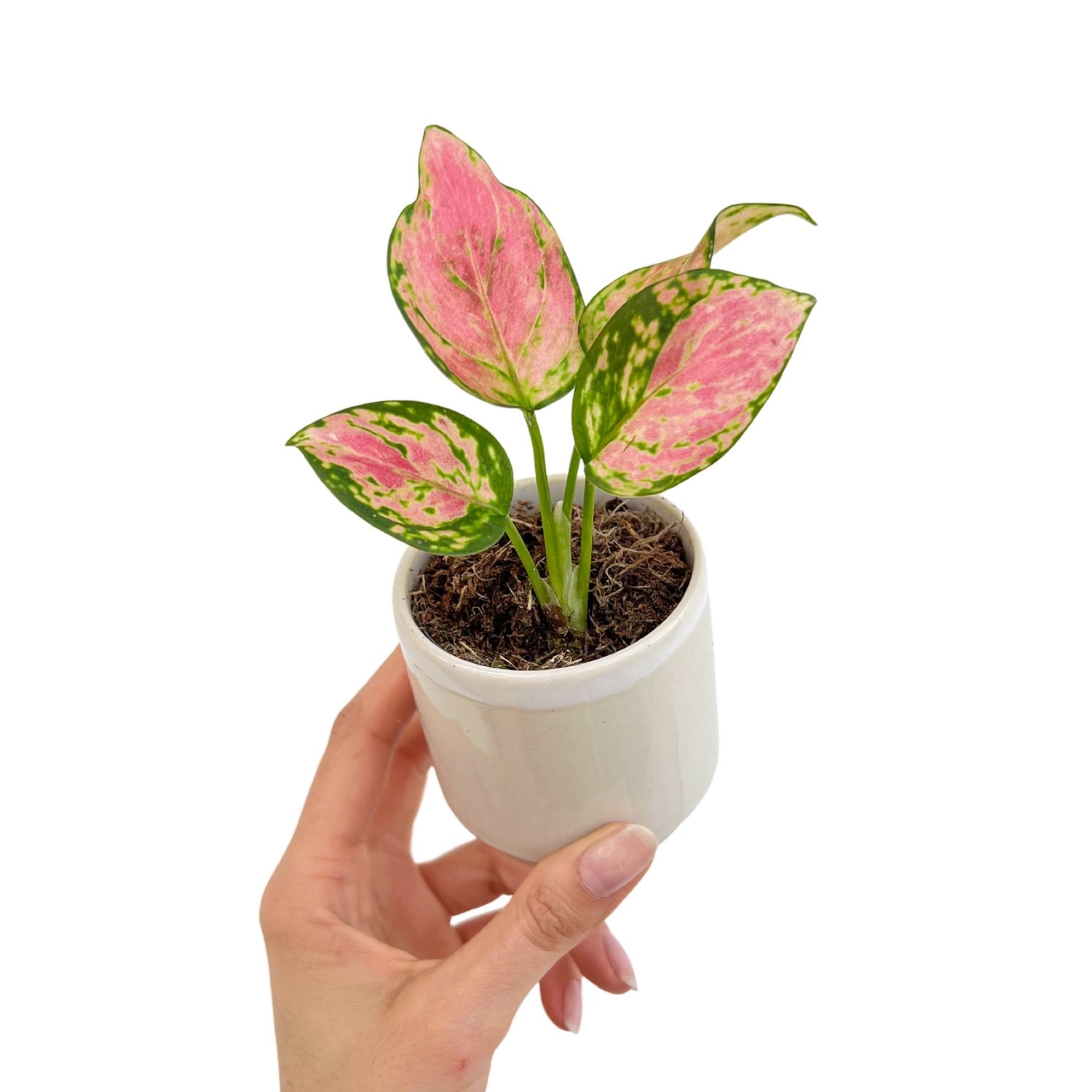 Jeune Aglaonema Pink Star aux feuilles panachées rose vif et vert, planté dans un petit pot en céramique crème