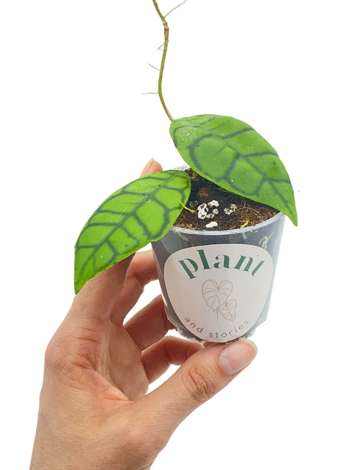 Hoya Callistophylla en pot transparent, avec deux feuilles vertes aux nervures foncées et une jeune pousse