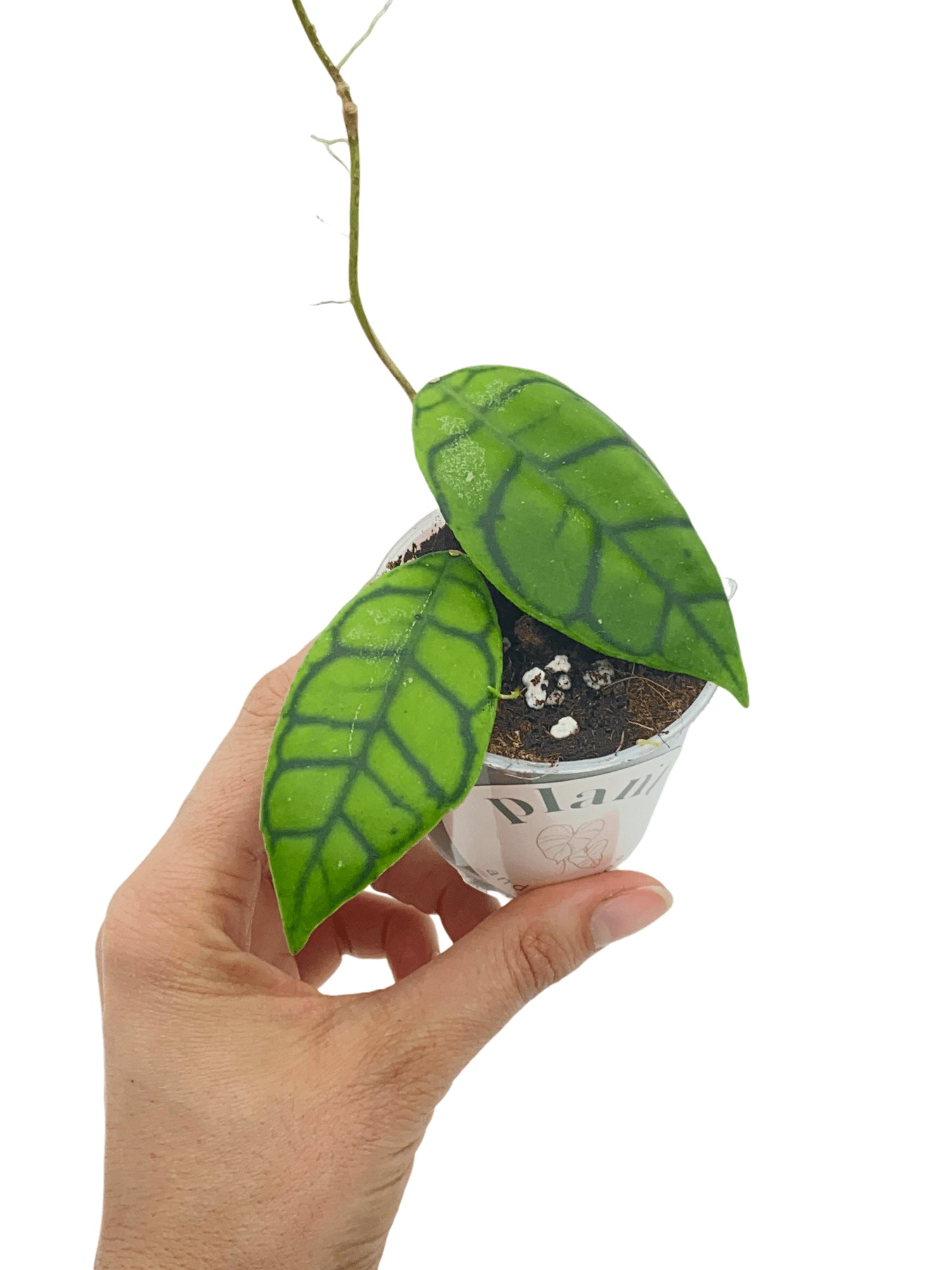 Hoya Callistophylla Cutting - Elegant Ribbed Foliage – plantandstories