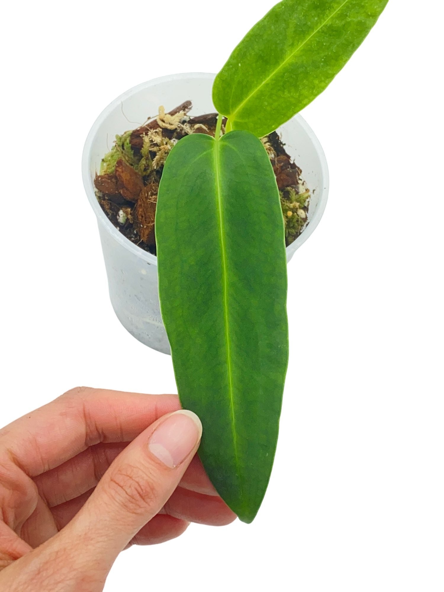 Anthurium Warocqueanum - plantandstories