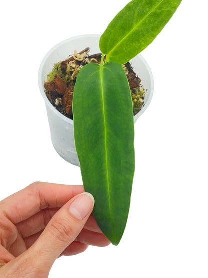 Anthurium Warocqueanum - plantandstories
