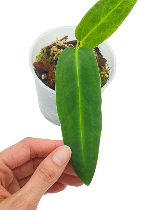 Jeune Anthurium Warocqueanum avec deux feuilles vert fonce allongees dans un pot en plastique transparent rempli de substrat