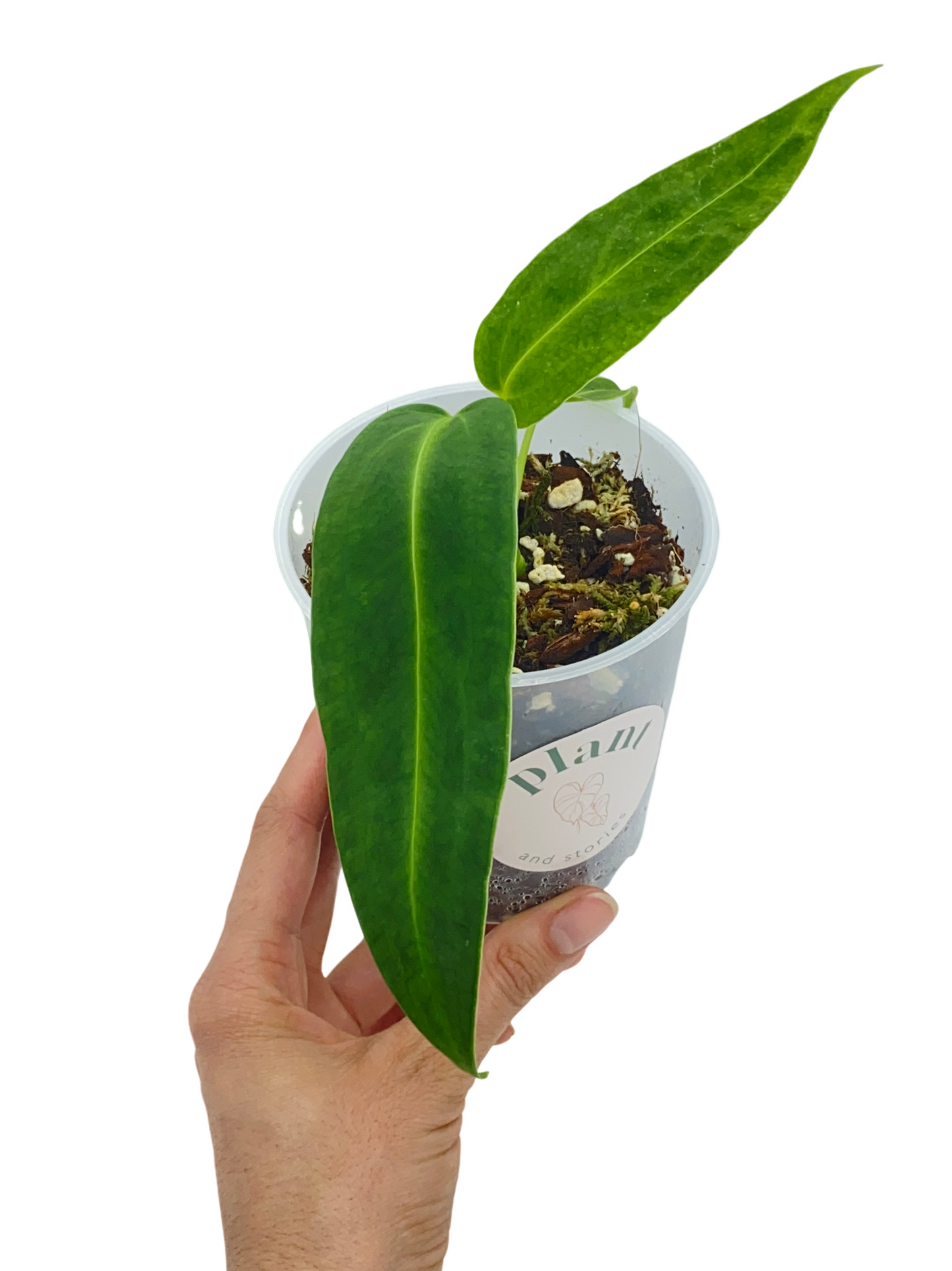Anthurium Warocqueanum