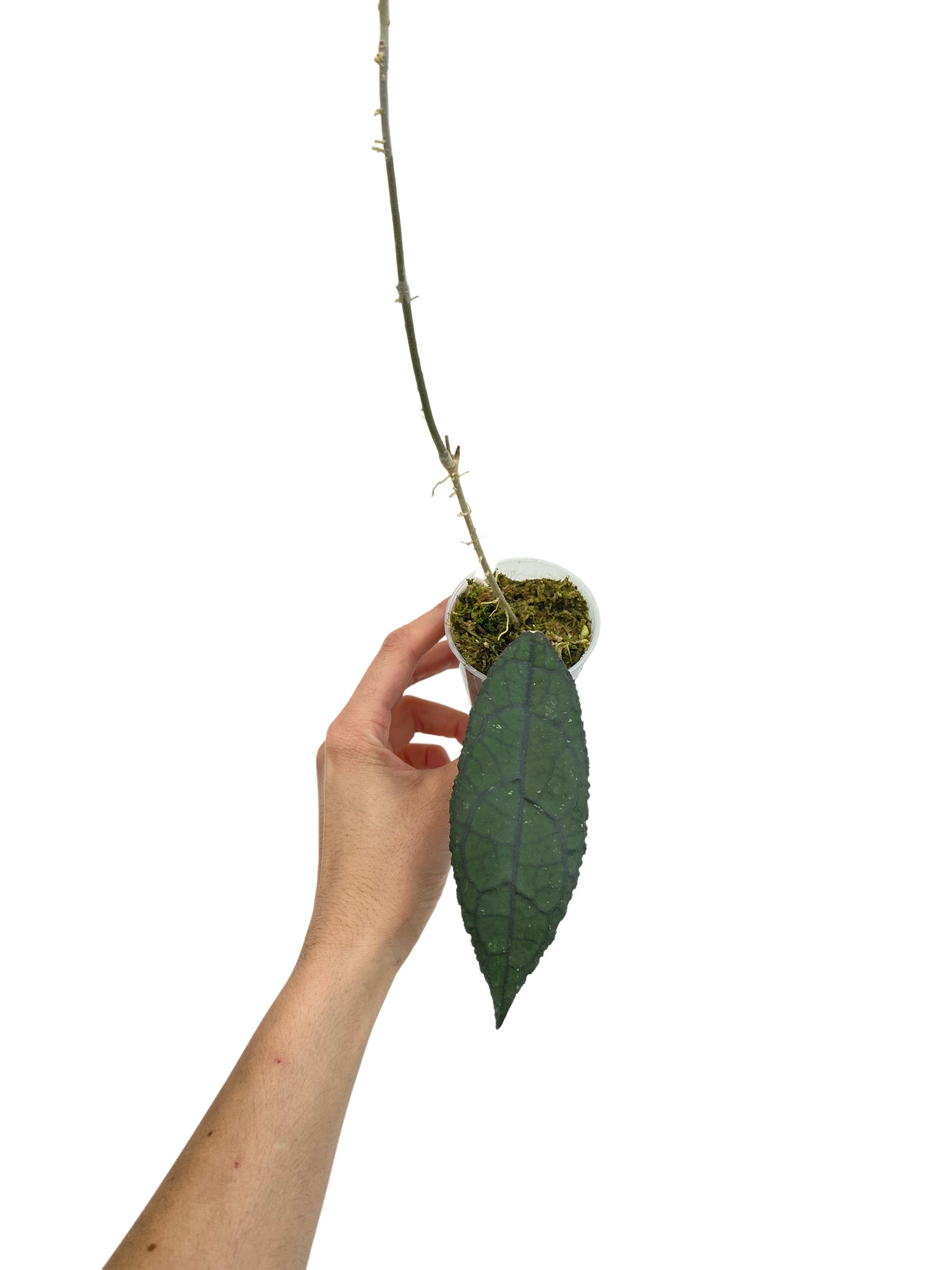 Hoya Clemensiorum
