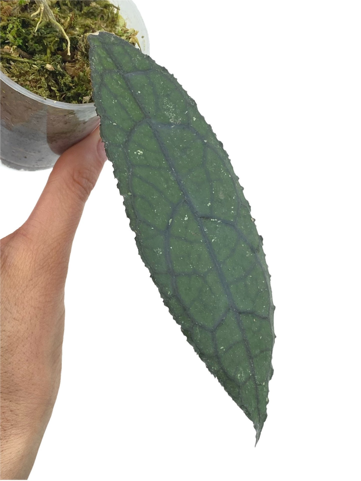 Hoya Clemensiorum