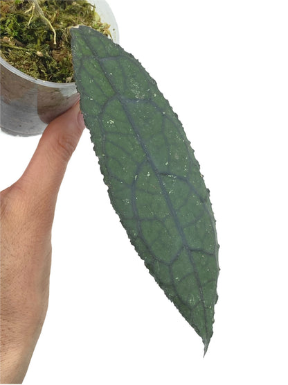 Hoya Clemensiorum