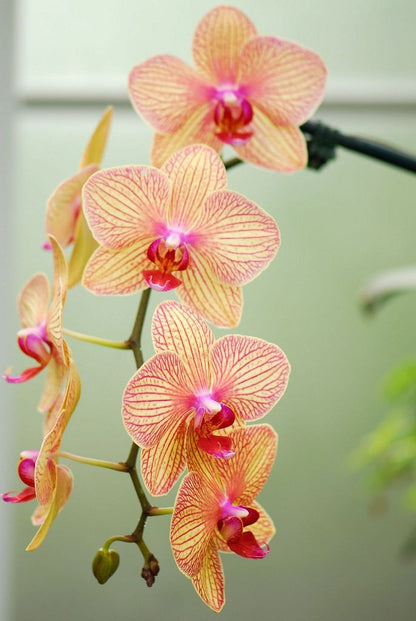 Orchid Fertilizer - Phalaenopsis Fertilizer - 250ml Liquid Fertilizer - Root and Foliar Fertilizer + Free Graduated Pipette!
