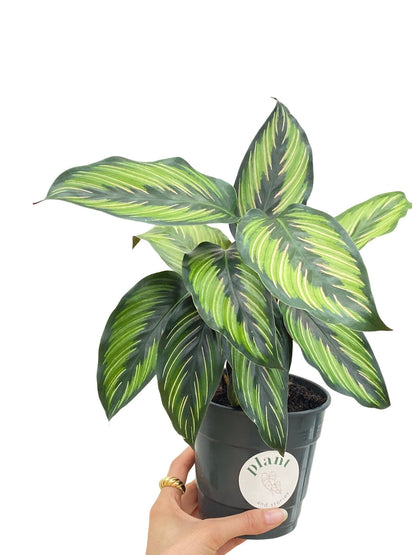 Calathea Mieli Beauty Star aux grandes feuilles vertes foncees et vert clair dans un pot en plastique gris anthracite