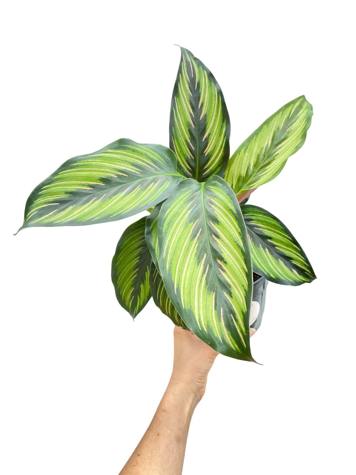 Calathea Mieli Beauty Star aux grandes feuilles vertes foncees et rayures vert clair avec reflets roses