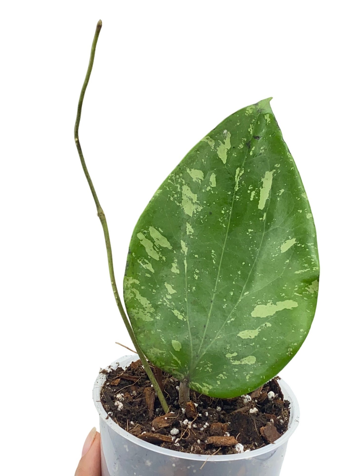 Hoya Glabra Splash