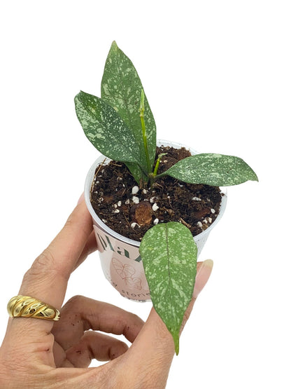 Hoya Multiflora Splash