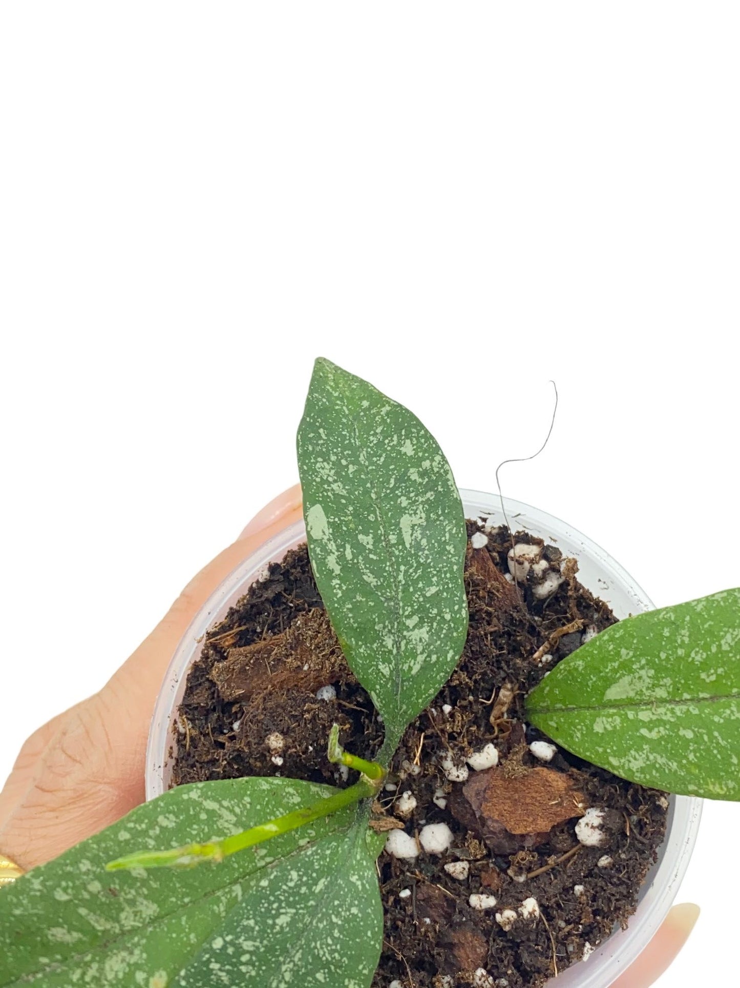 Hoya Multiflora Splash