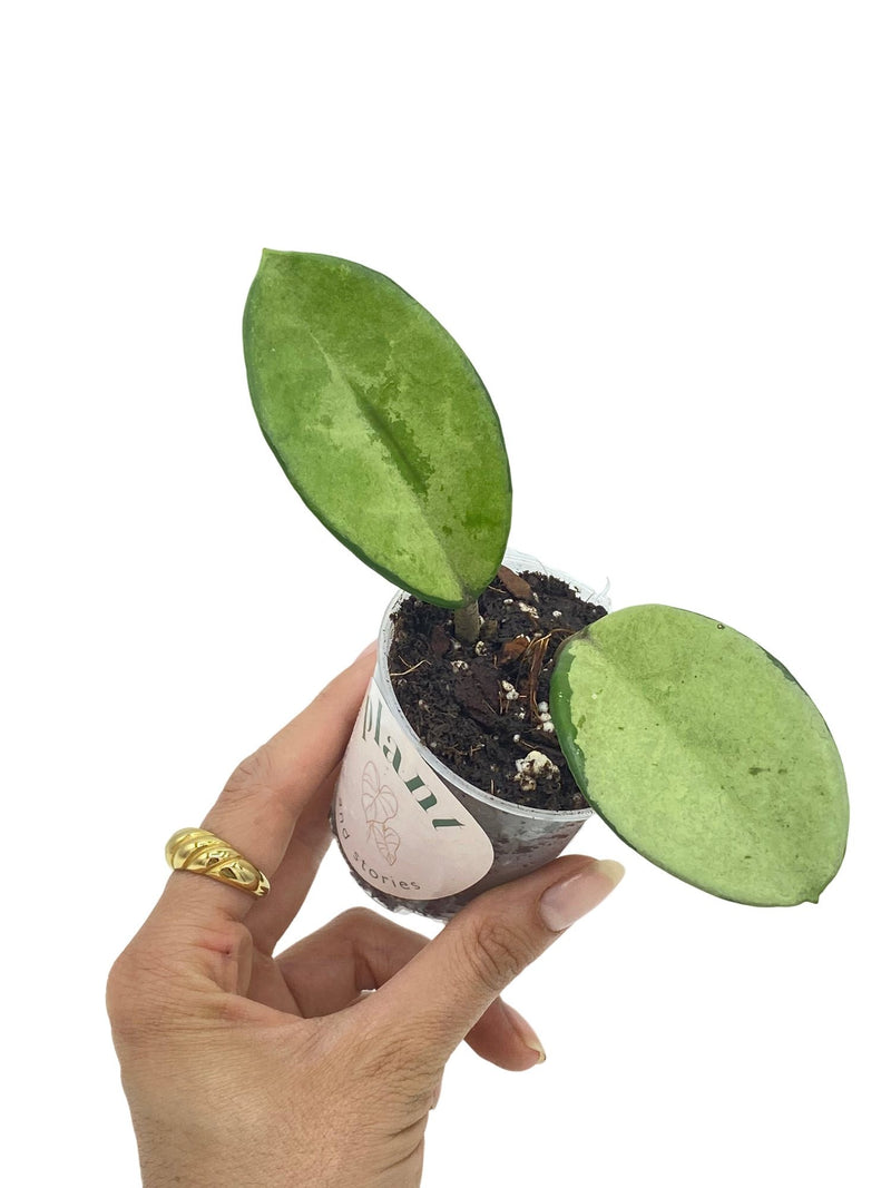 Hoya Carnosa AH074 Silver