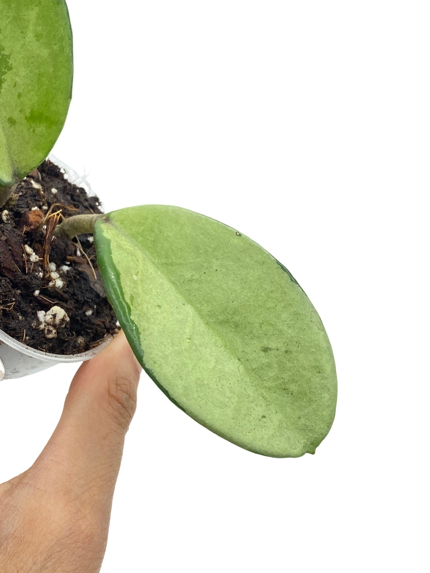 Feuille charnue vert clair de Hoya Carnosa AH074 Silver, avec des teintes argentées, dans un petit pot en plastique transparent
