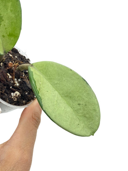 Feuille charnue vert clair de Hoya Carnosa AH074 Silver, avec des teintes argentées, dans un petit pot en plastique transparent