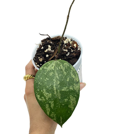 Hoya Verticillata Nganjuk
