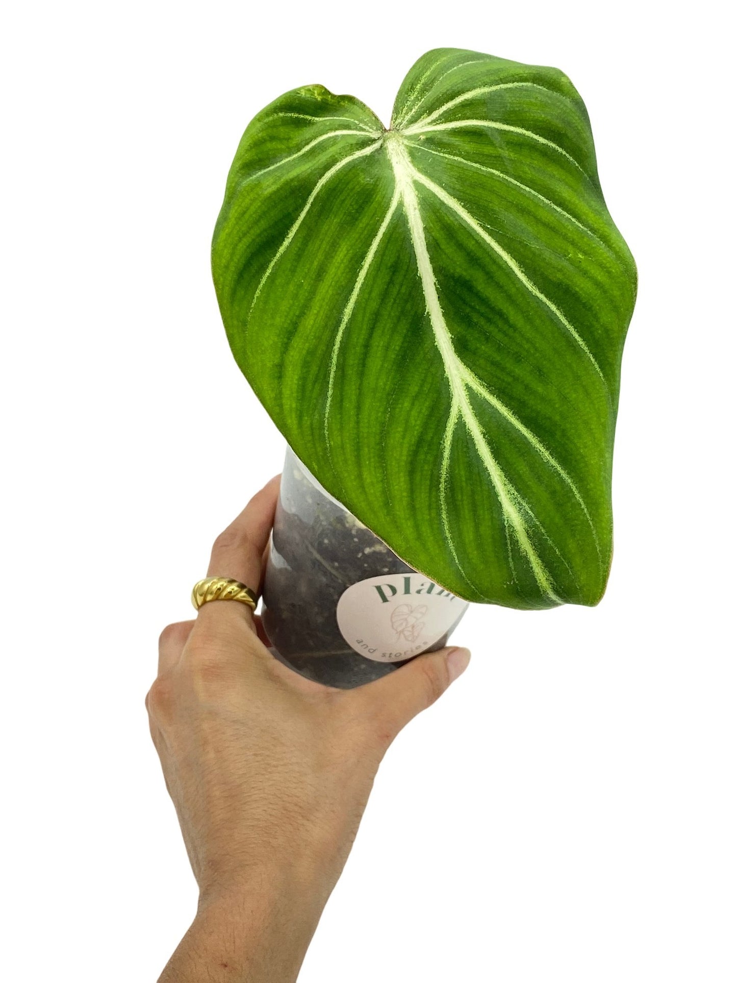 Philodendron Gloriosum