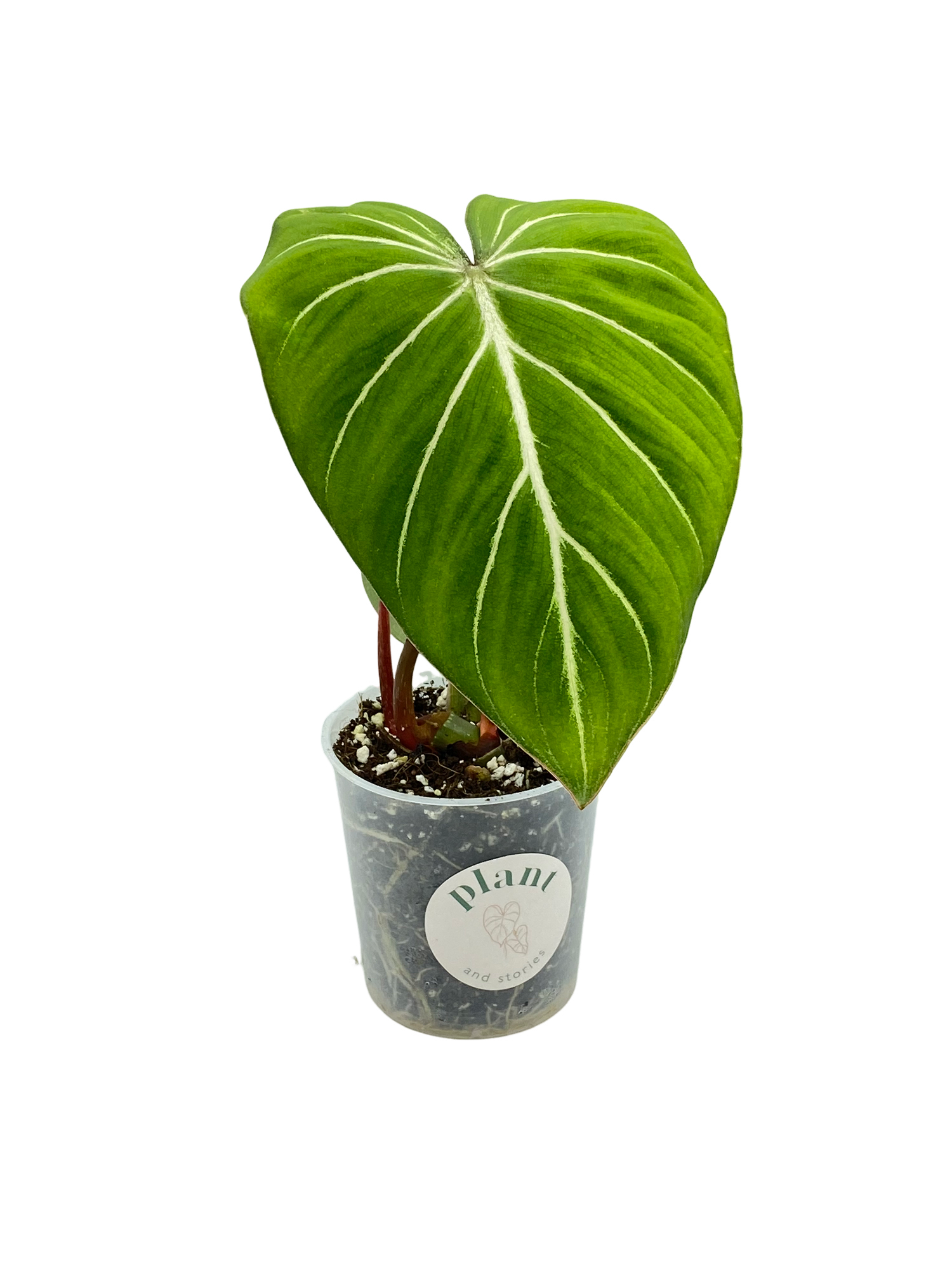 is philodendron gloriosum rare Philodendron gloriosum: rare, unique velvety foliage! – plantandstories