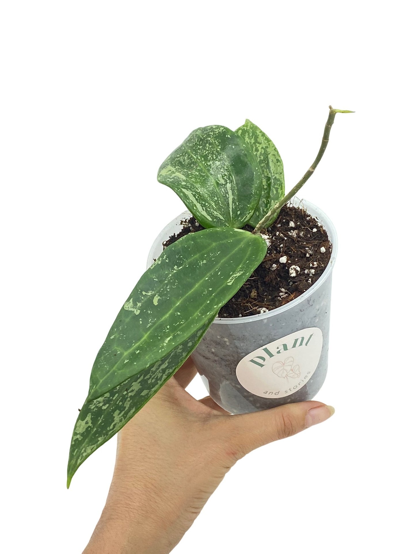 Hoya Rangsan