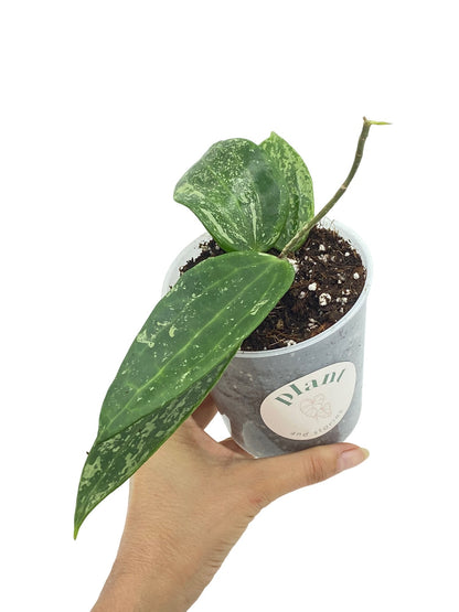 Hoya Rangsan
