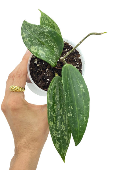 Hoya Rangsan