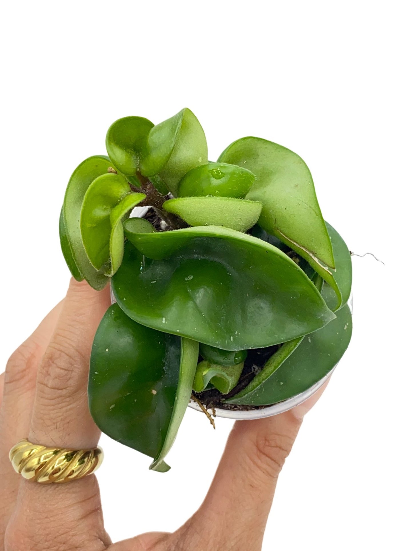Hoya Carnosa Compacta