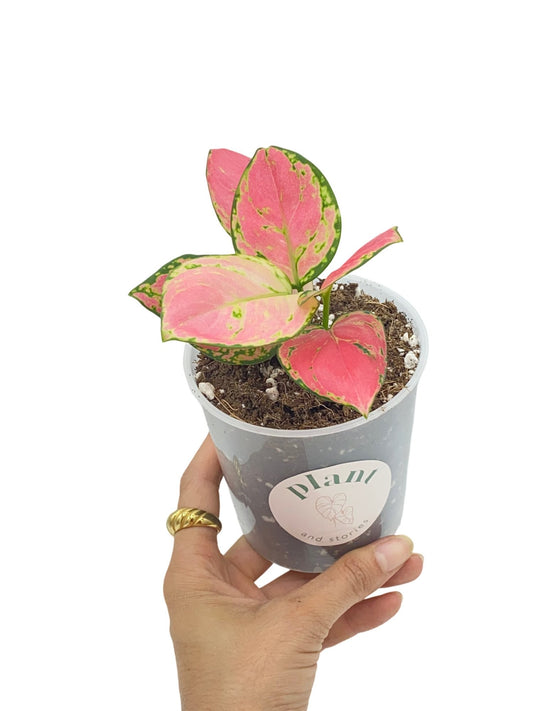 Aglaonema Pink Star