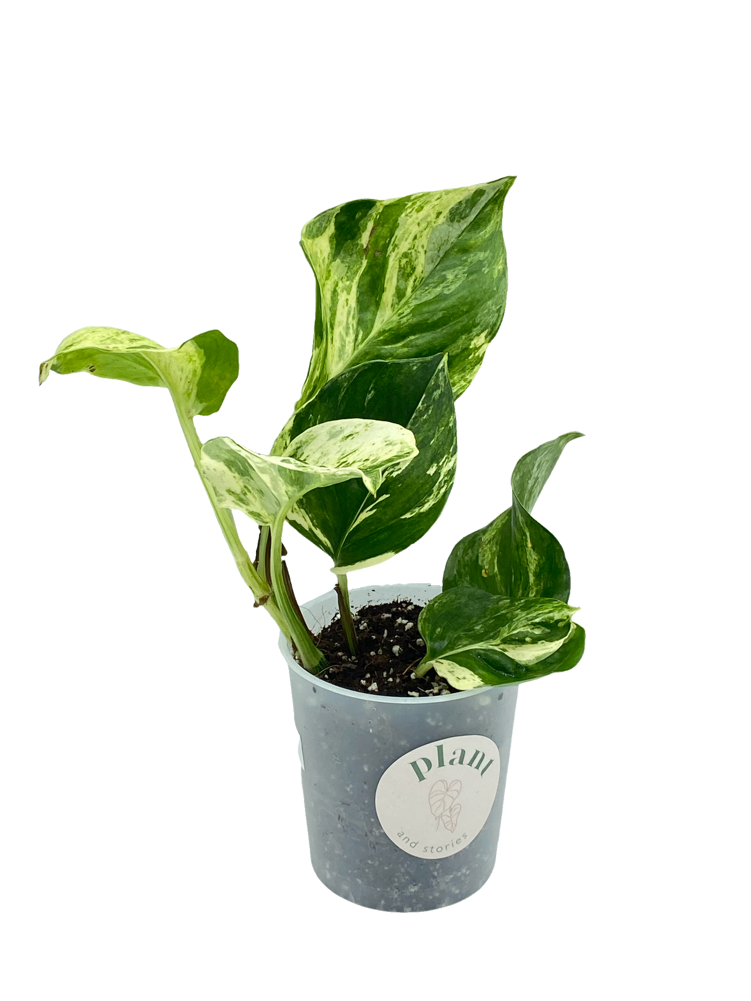 manjula pothos for sale near me Epipremnum Manjula Cuttings in 6cm and 9cm Pots (Pothos) – plantandstories