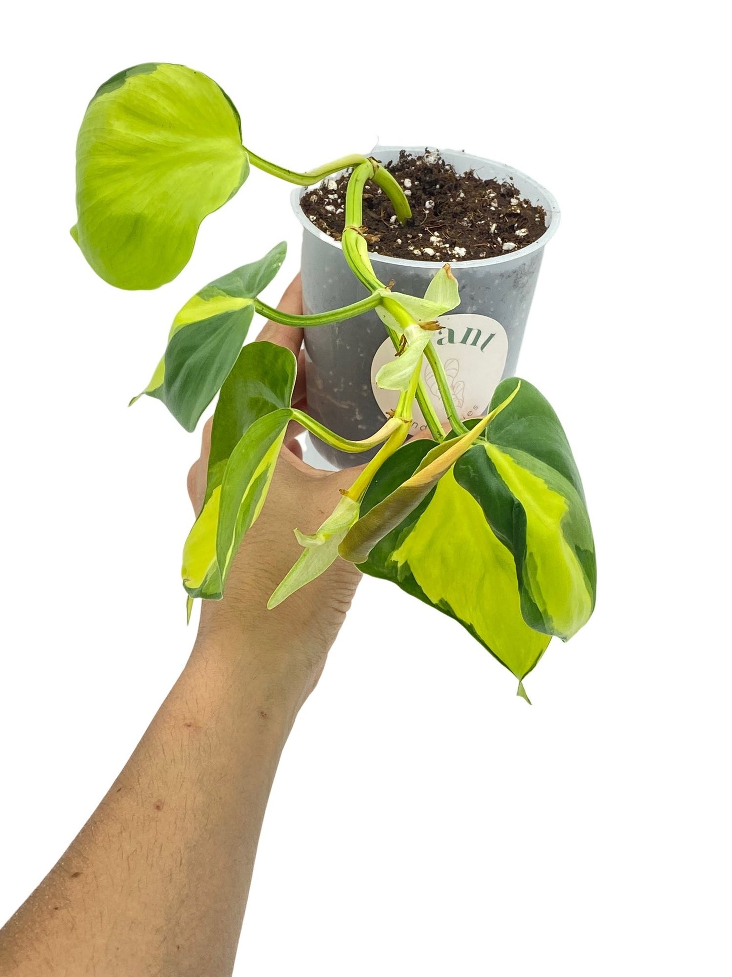 Philodendron Brasil