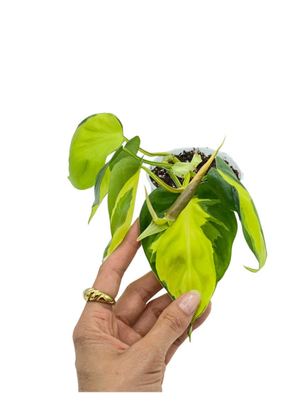 Philodendron Brasil