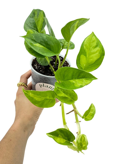 Epipremnum Global Green