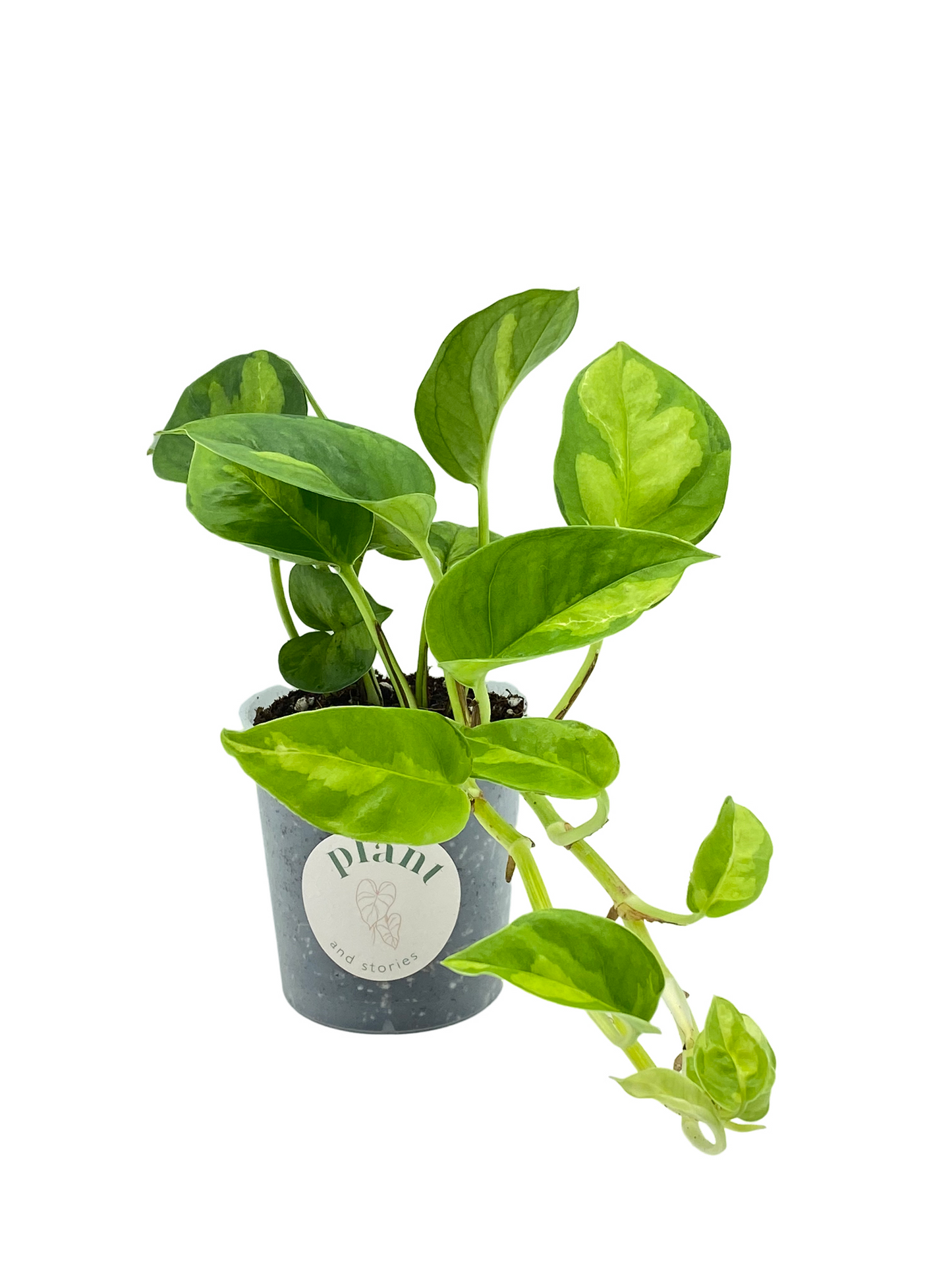 Epipremnum Global Green