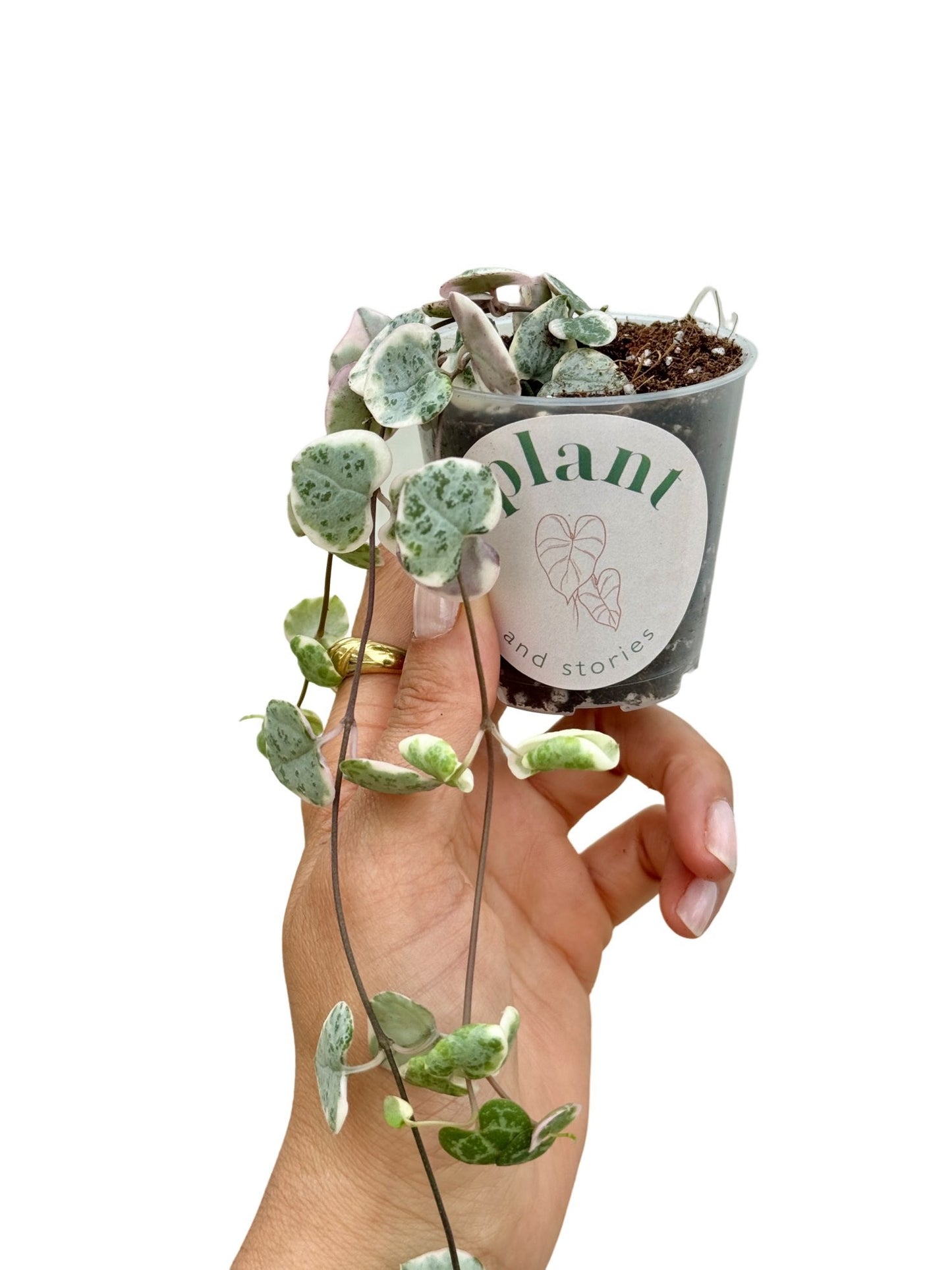 Ceropegia Woodii variegata - plantandstories