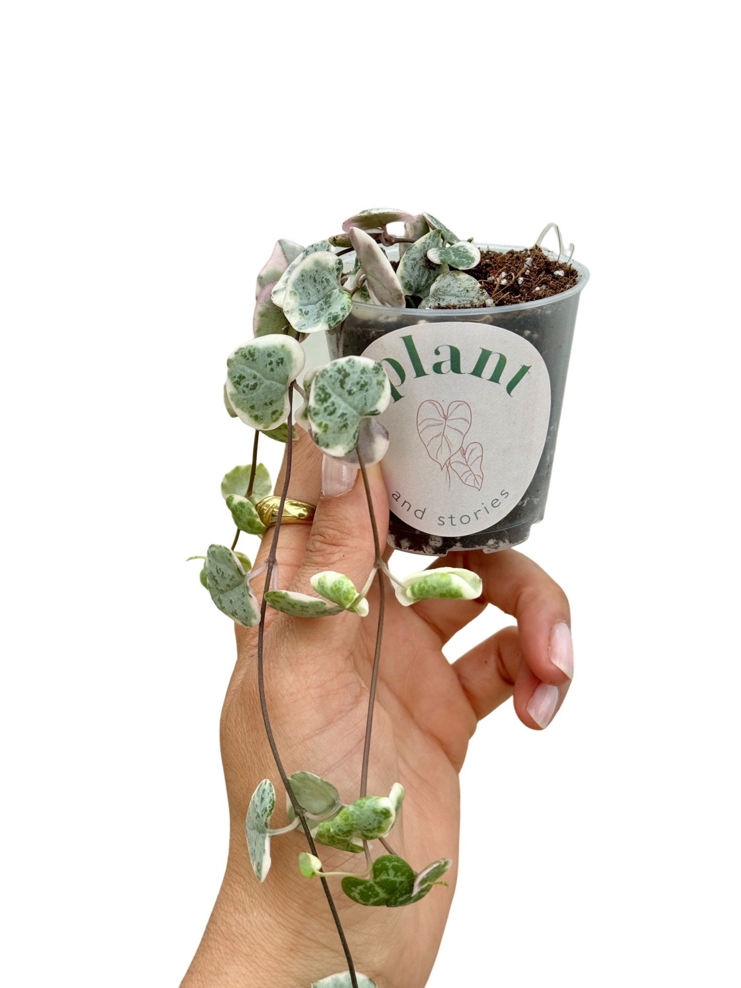 Ceropegia Woodii variegata - plantandstories